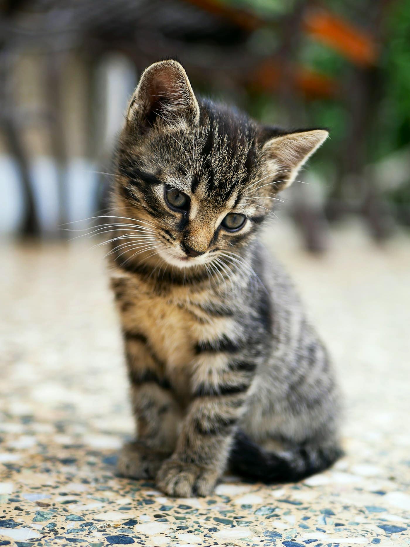 Abyssinian