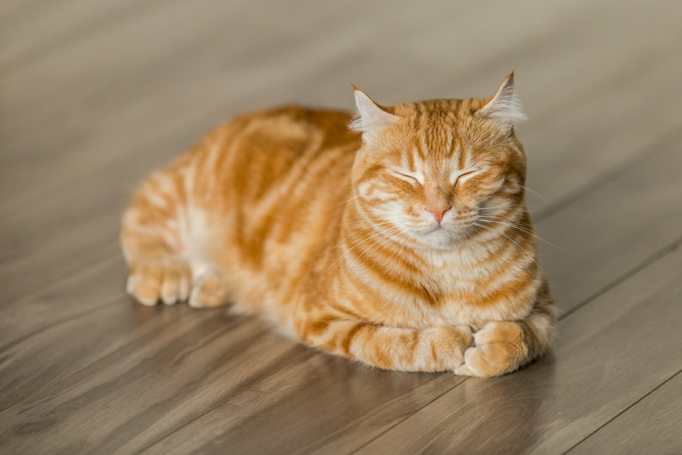 Bengal