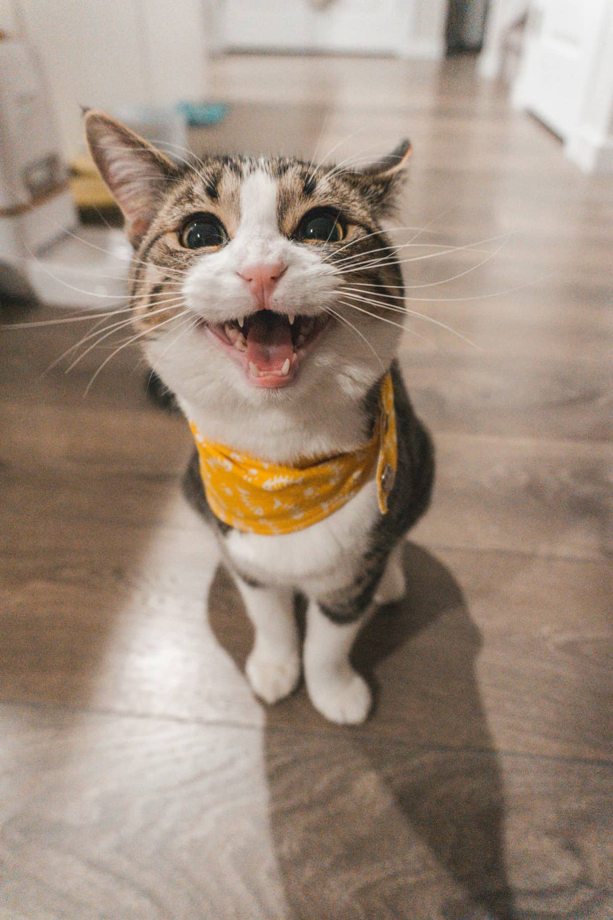 Kittens