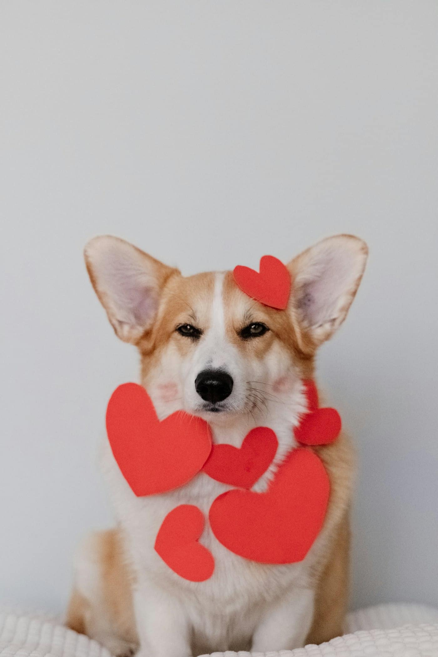 Welsh Corgi Pembroke