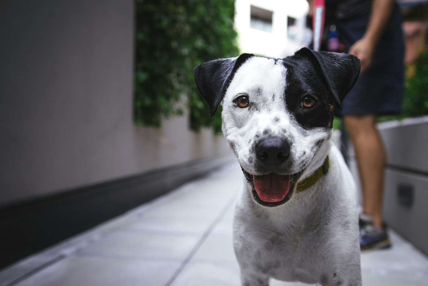 What a pedigree puppy really costs, and why