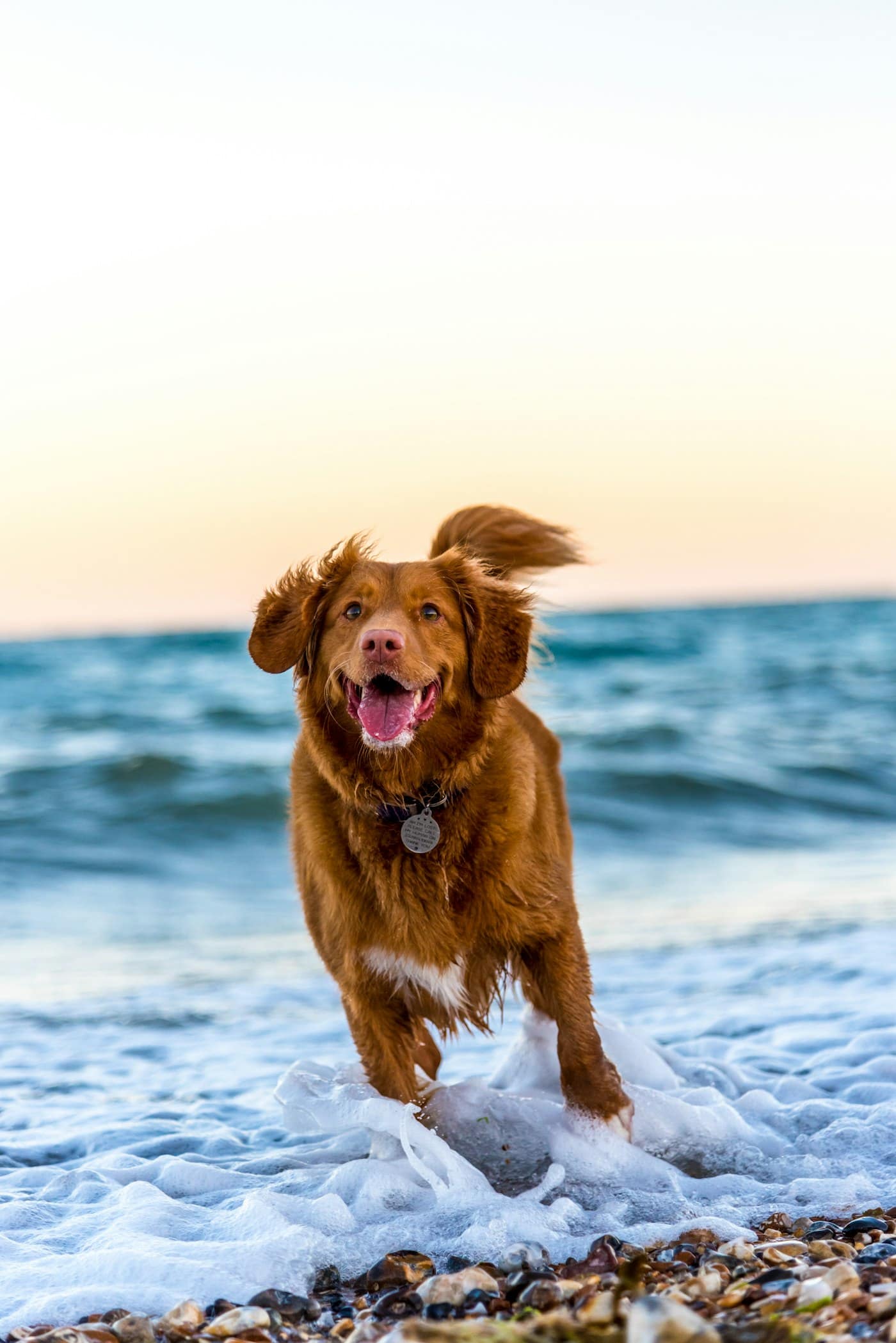 Pet delivery by road or by air: which is better for your puppy or kitten?