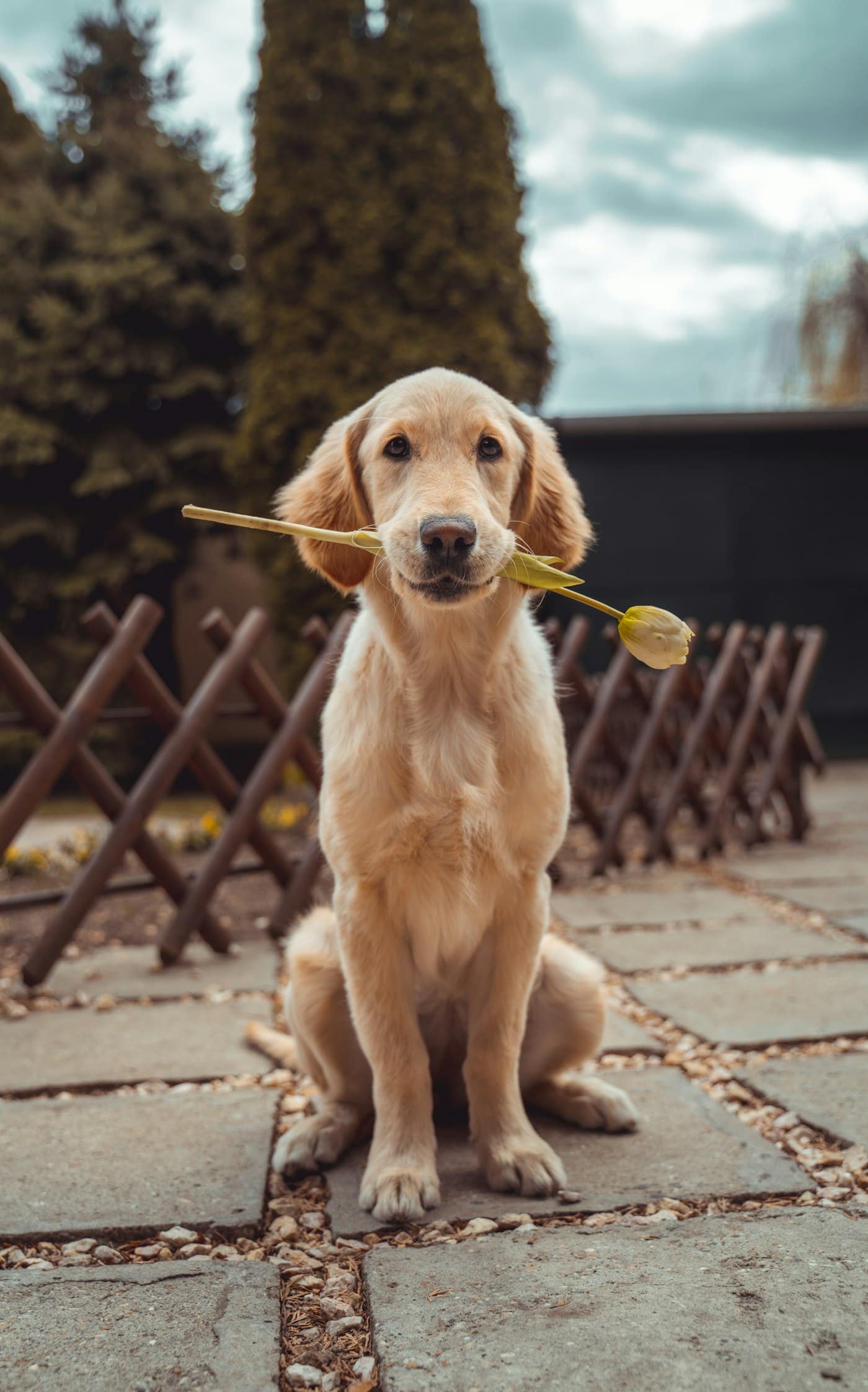 Milo, Golden Retriever