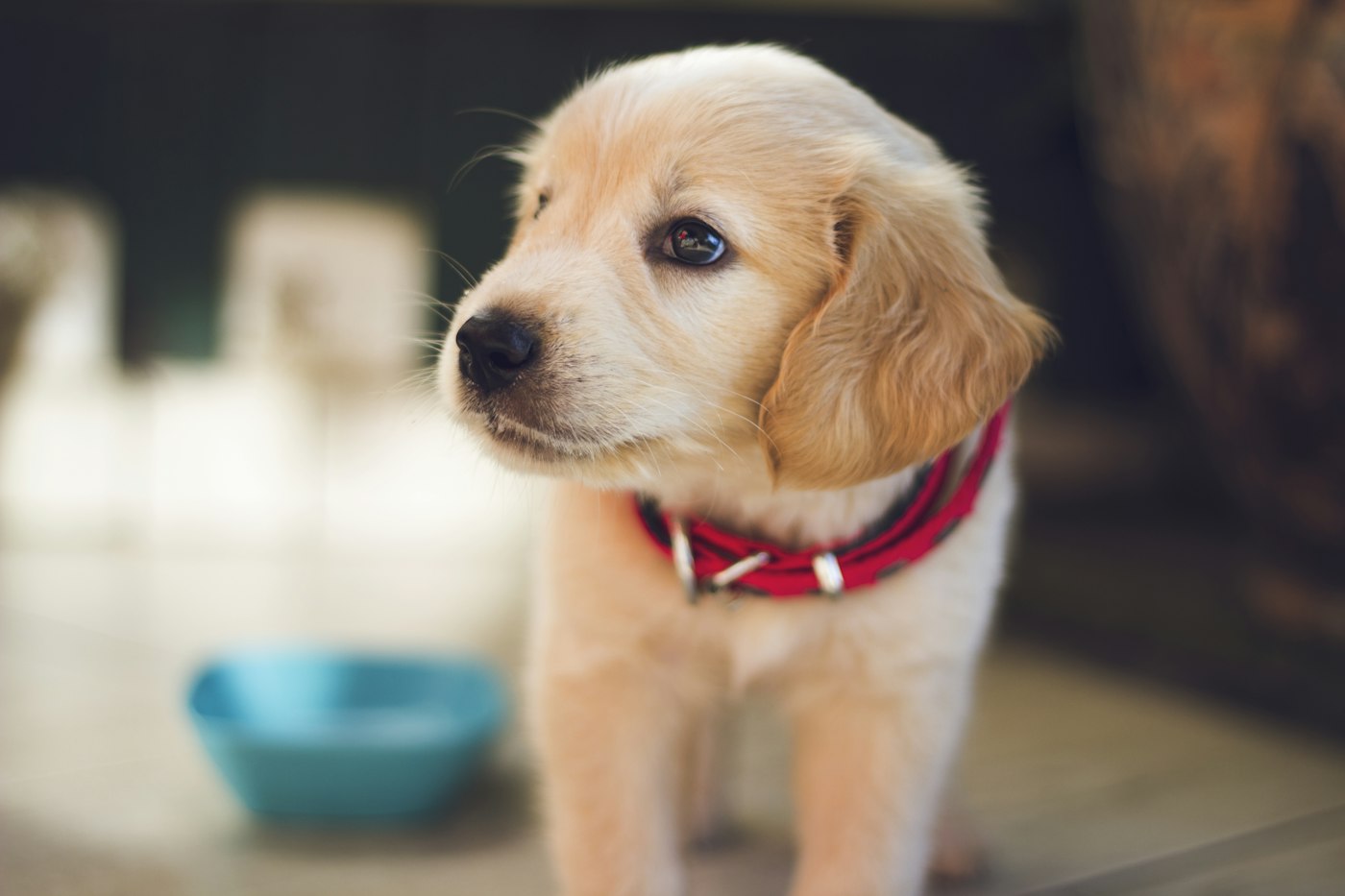 Puppies